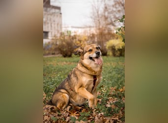 Sensibler Schatz Fanny ❤️sucht verständnisvolles Zuhause