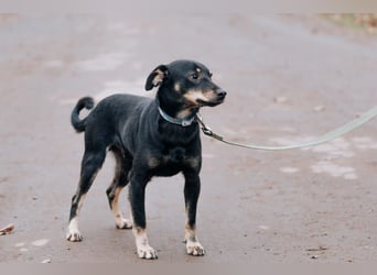 Theodor ❤️ kein Straßenhund, sondern ein Herzenshund