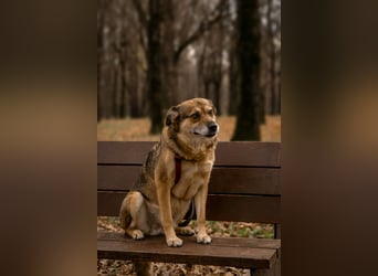 Sensibler Schatz Fanny ❤️sucht verständnisvolles Zuhause