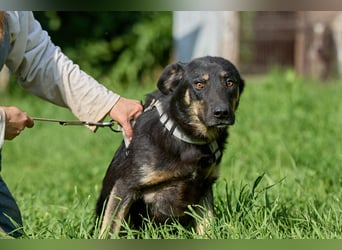 Leo ❤️ Freundlicher junger Rüde sucht liebevolle Menschen