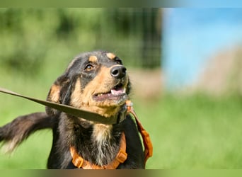 Vesna ❤️ Verschmuste junge Hündin sucht ein liebevolles Zuhause