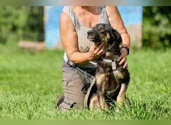 Leo ❤️ Freundlicher junger Rüde sucht liebevolle Menschen