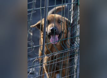 Maxi ❤️ Vom Tierheim ins Leben