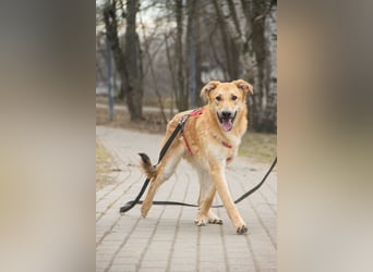 Sanfter Fox ❤️ in 16341 Panketal sucht seine Menschen