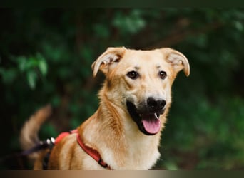 Sanfter Fox ❤️ in 16341 Panketal sucht seine Menschen