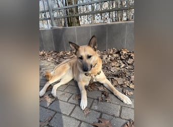 Sanfte Lissy ❤️ sucht liebevolles Zuhause