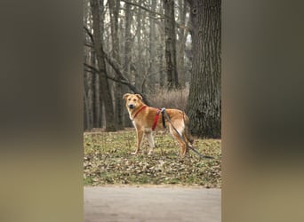 Sanfter Fox ❤️ in 16341 Panketal sucht seine Menschen