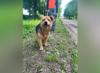 Liebenswerter Pushok ❤️ aus dem Tierschutz sucht sein Glück