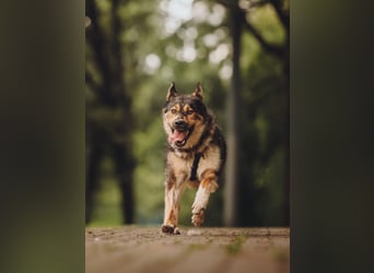 Freundliche und fröhliche Dana ❤️ sucht ihre Familie
