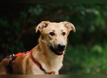 Sanfter Fox ❤️ in 16341 Panketal sucht seine Menschen