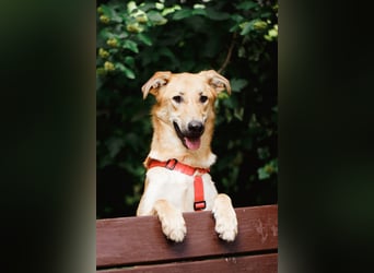 Sanfter Fox ❤️ in 16341 Panketal sucht seine Menschen