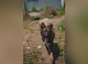 Druzhok ❤️ Kämpferherz sucht sein Zuhause