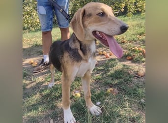 Welpe Lea sucht ihre Für-Immer-Familie❤️