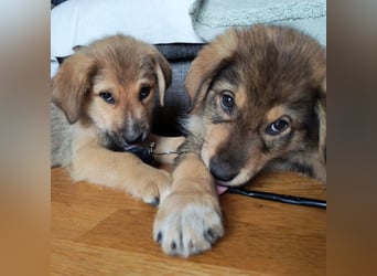 Welpe GODI sucht seine Familie ❤️