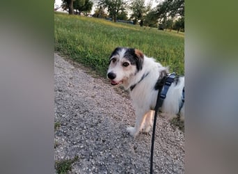 Kuschelbär Sirius sucht sein Zuhause ❤️