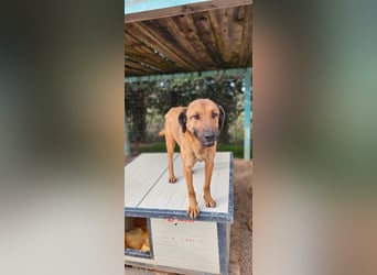 Lieber ROCCO sucht sein Zuhause❤️