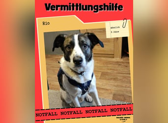 Vermittlungshilfe für Rio❤️