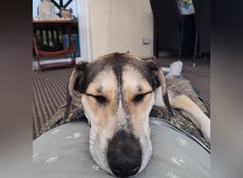 Ronja sucht ein Zuhause oder eine PS