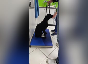 EAGLE sucht forever Home ❤️