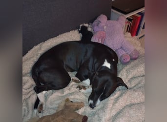 Kira sucht ihr Für-immer-Zuhause❤️