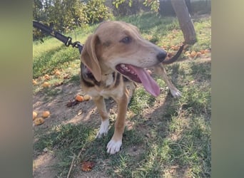 Welpe Lea sucht ihre Für-Immer-Familie❤️