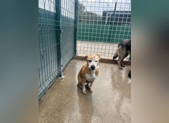 Vermittlungshilfe für Notfall Alysa ❤️