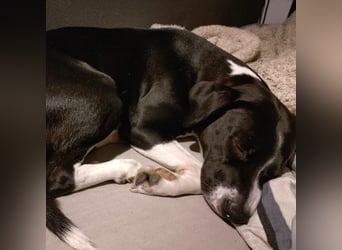 Kira sucht ihr Für-immer-Zuhause❤️