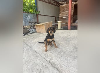 Vermittlungshilfe für Lola❤️