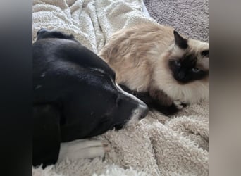 Kira sucht ihr Für-immer-Zuhause❤️