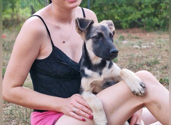 Welpe Noah sucht sein Zuhause ❤️