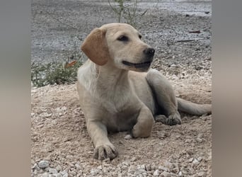 Vermittlungshilfe für Sunny ❤️