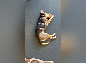 Ronja sucht ein Zuhause oder eine PS