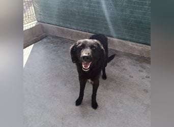 Zarte Arabica sucht forever Home❤️