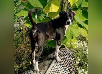 Kira sucht ihr Für-immer-Zuhause❤️