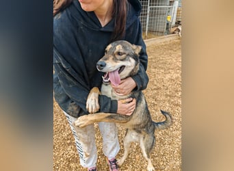 ARTHUR sucht seine Für-Immer-Familie❤️