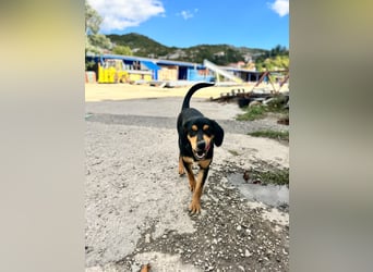 Vermittlungshilfe für Lola❤️