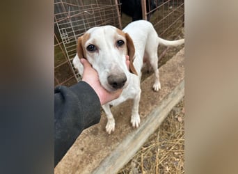 Zarte IRMA sucht Zuhause oder PS ❤️