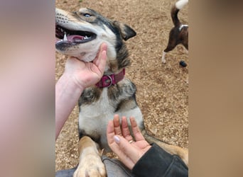 ARTHUR sucht seine Für-Immer-Familie❤️