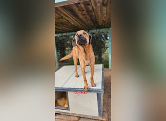 Lieber ROCCO sucht sein Zuhause❤️