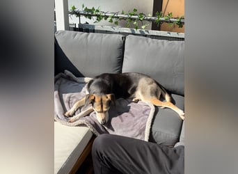 Ronja sucht ein Zuhause oder eine PS