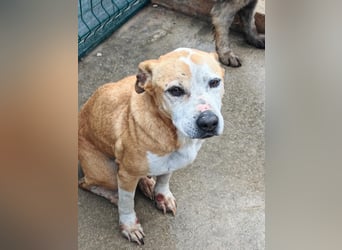 Vermittlungshilfe für Notfall Alysa ❤️