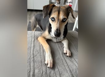 Ronja sucht ihr forever Home❤️