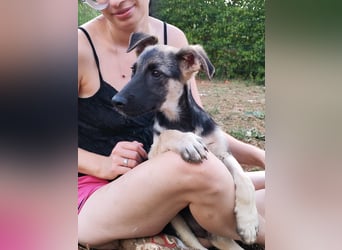 Welpe Noah sucht sein Zuhause ❤️