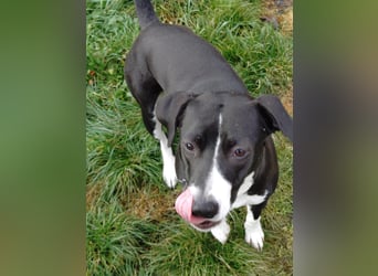 Kira sucht ihr Für-immer-Zuhause❤️