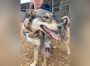 ARTHUR sucht seine Für-Immer-Familie❤️