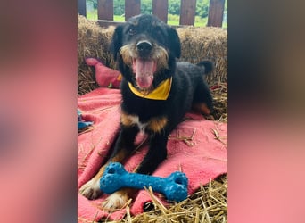 CARLO sucht sein perfect match ❤️