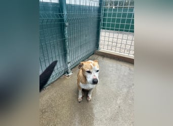 Vermittlungshilfe für Notfall Alysa ❤️