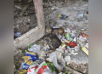 Welpe GODI sucht seine Familie ❤️