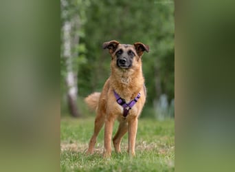 Ruhiges Zuhause für Malta gesucht