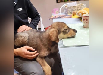 Welpe GODI sucht seine Familie ❤️